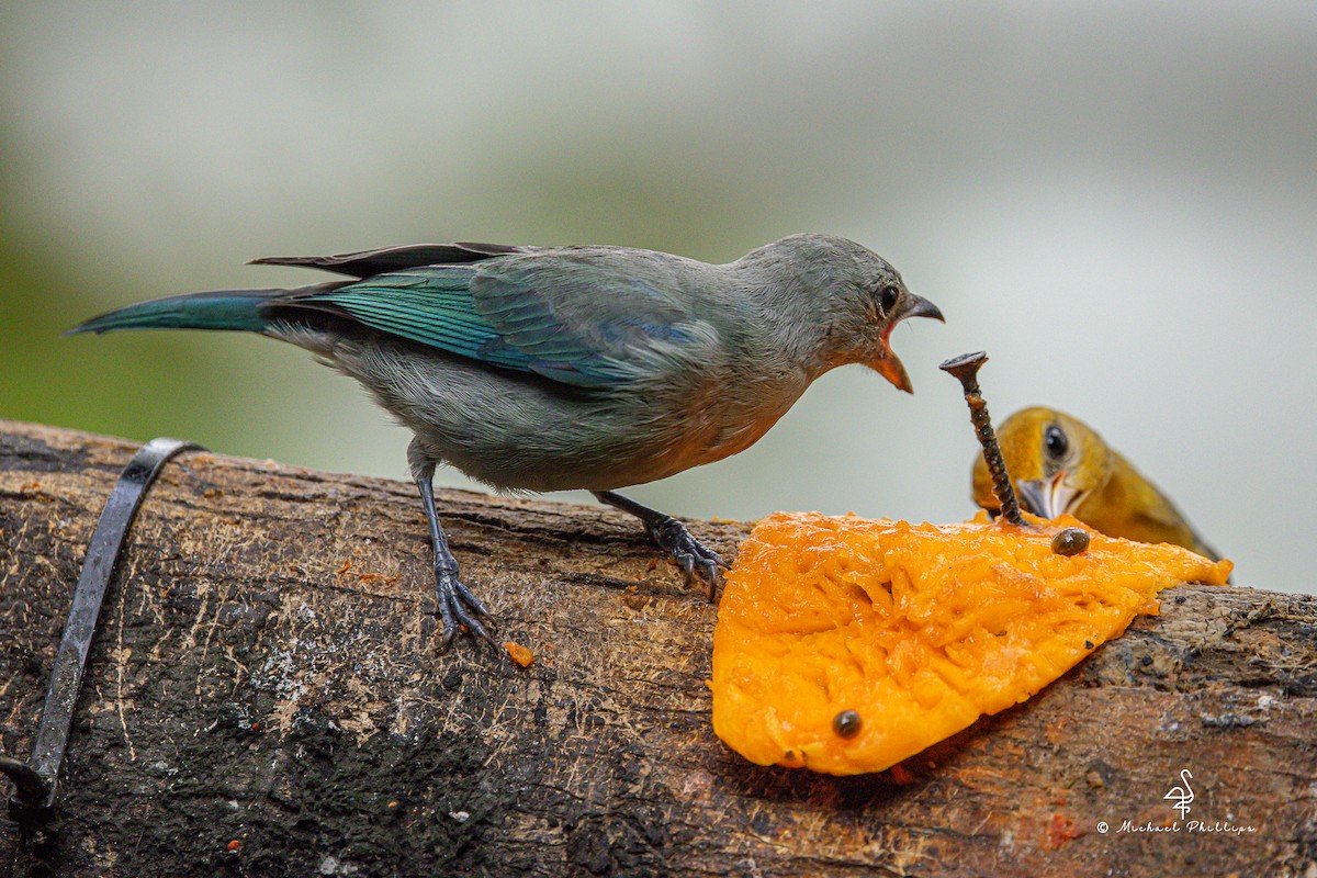 Blue-gray Tanager - ML646275082