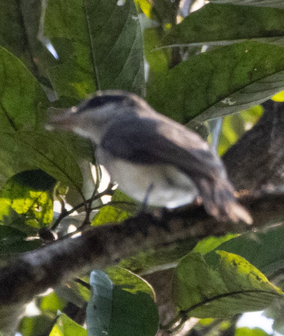 Malabar Woodshrike - ML646275083