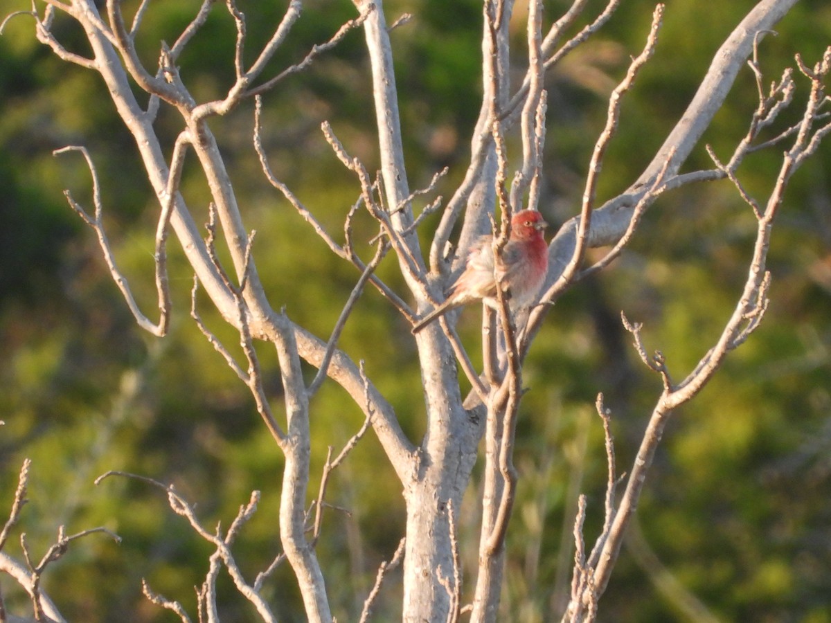 House Finch - ML646275085