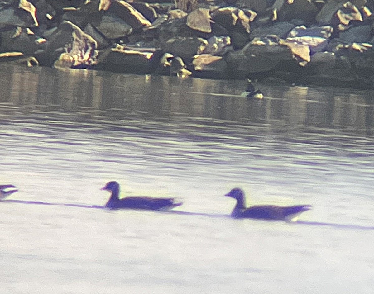 Cackling Goose - ML646275089