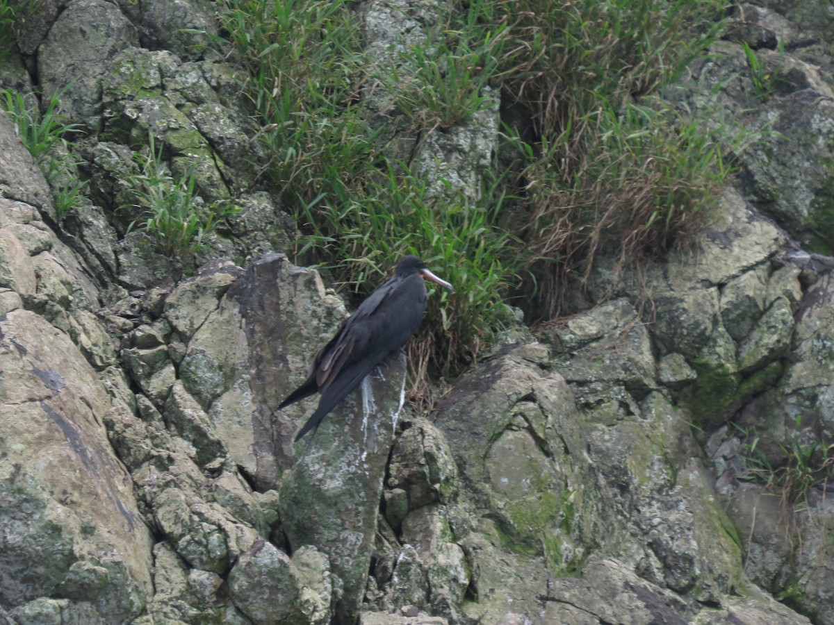 Magnificent Frigatebird - ML646275090