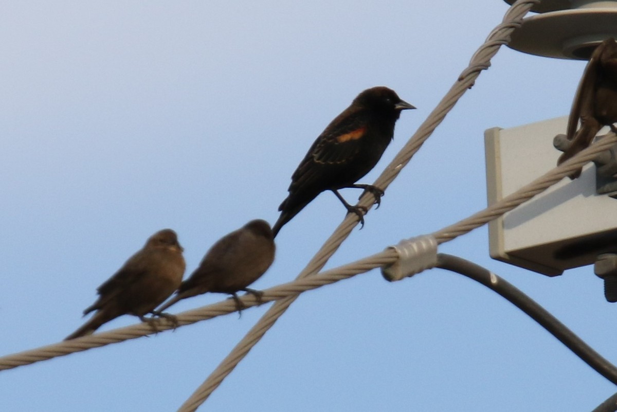 Red-winged Blackbird (Red-winged) - ML646275091