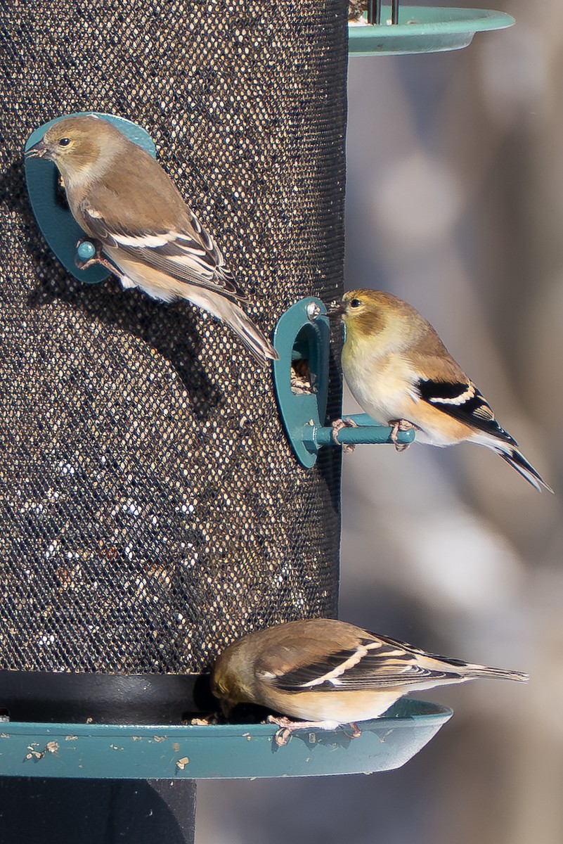 American Goldfinch - ML646275092