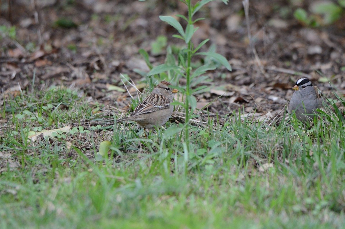 Porsuk Serçesi - ML646275093