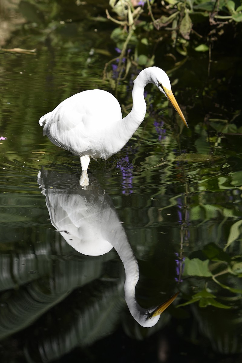 Koartza zuria - ML646275099