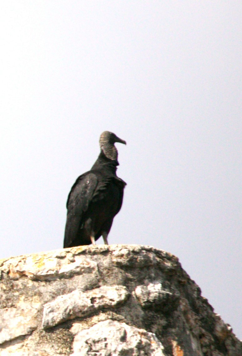 kondor havranovitý - ML646275100