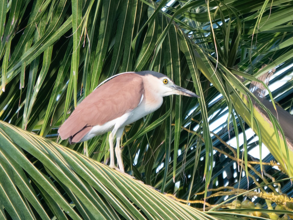 Nankeen Night Heron - ML646275111