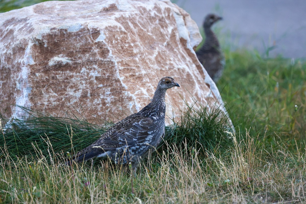 Dusky Grouse - ML646275112