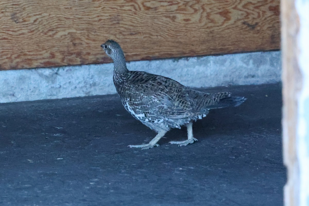 Dusky Grouse - ML646275113