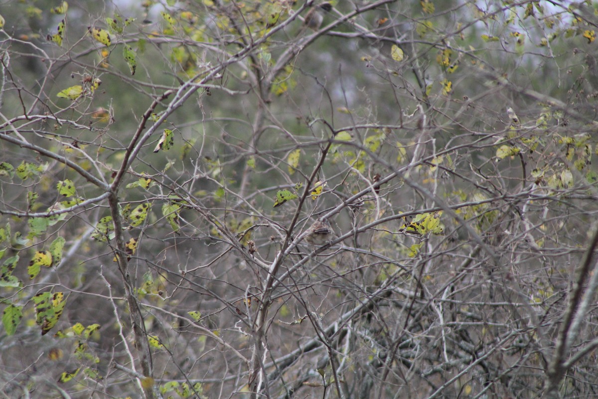 House Sparrow - ML646275114
