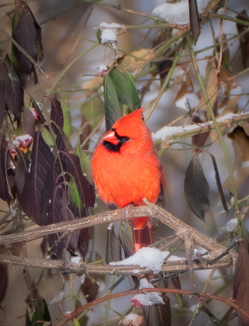 Northern Cardinal - ML646275115