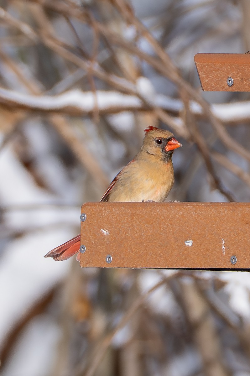 Northern Cardinal - ML646275116