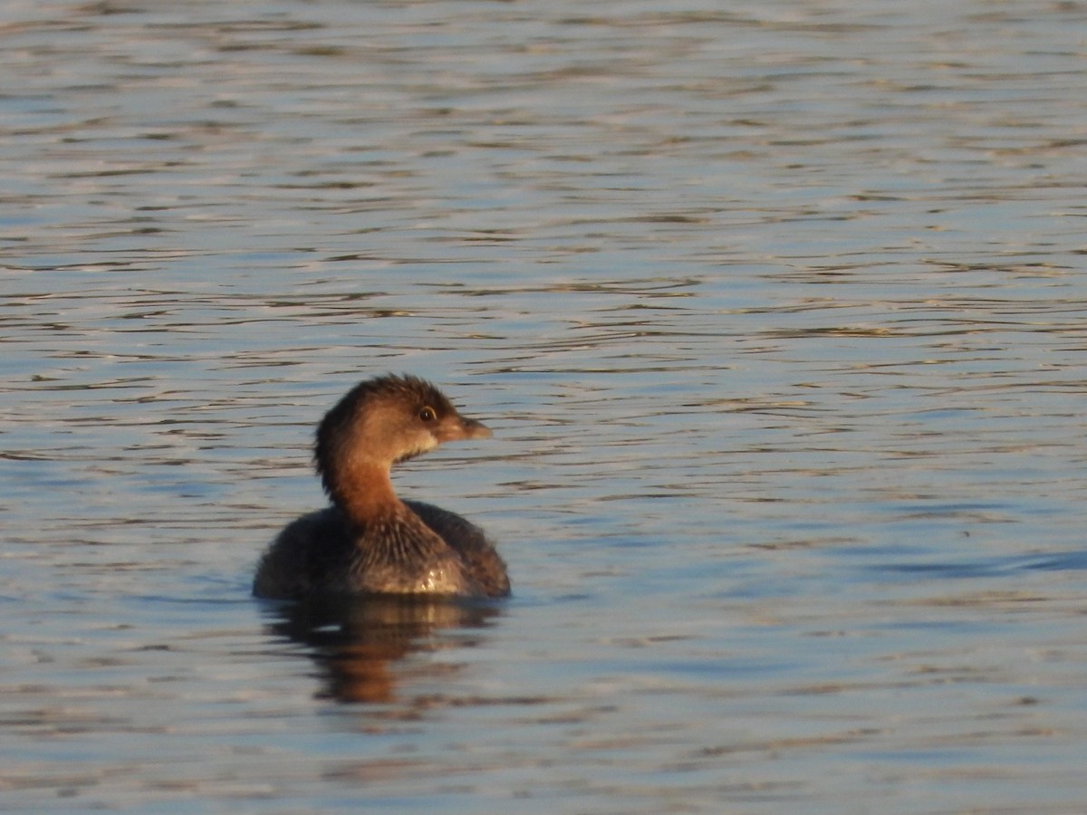 Pied-billed Grebe - ML646275120