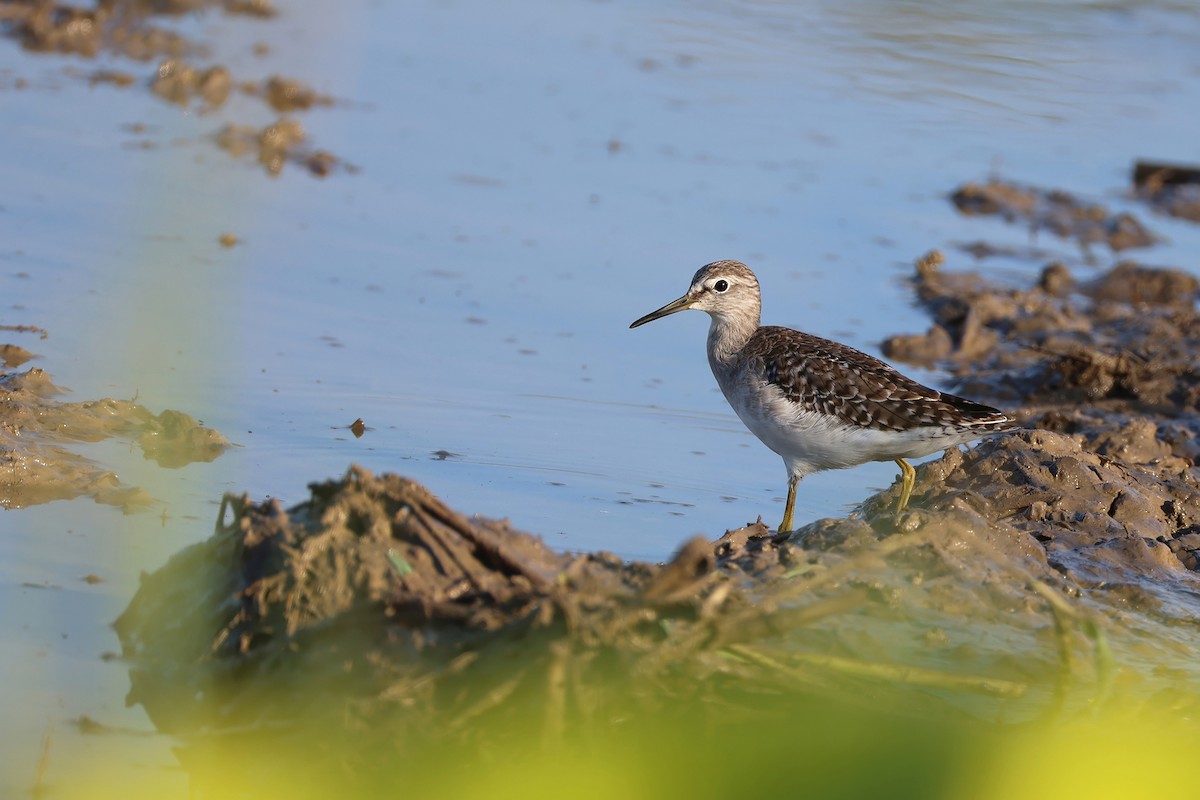 Wood Sandpiper - ML646275121