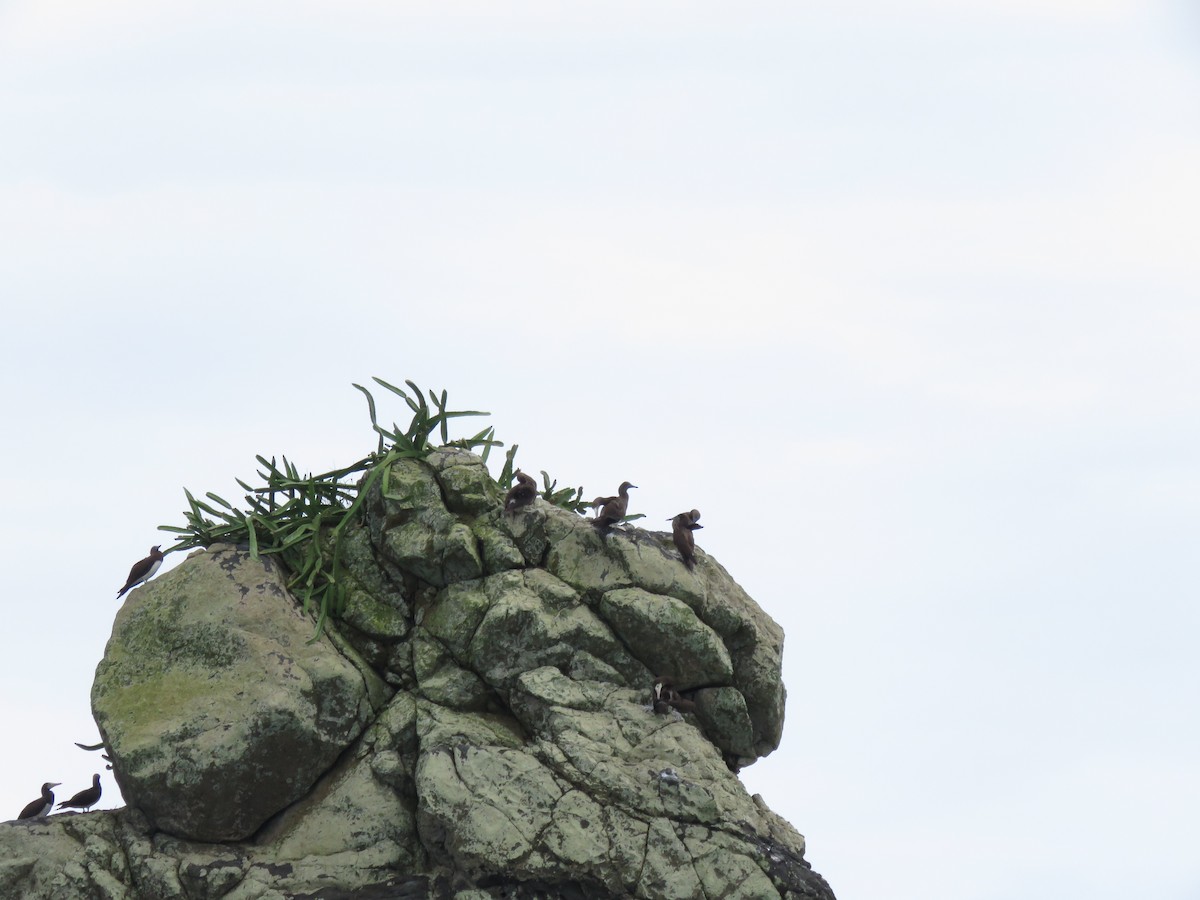 Cocos Booby - ML646275122