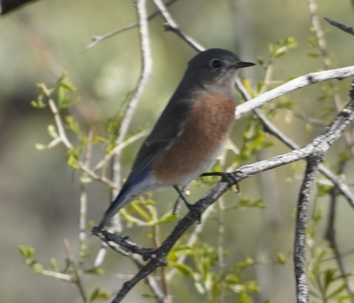 Western Bluebird - ML646275125