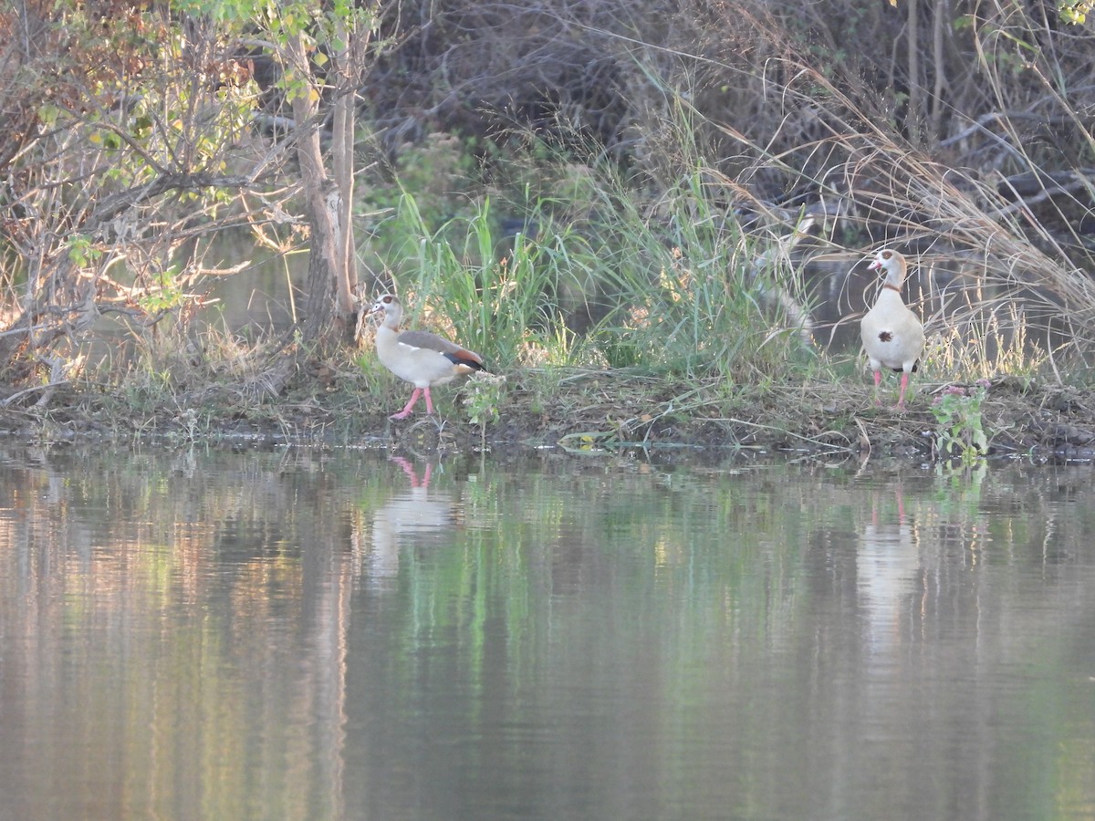Egyptian Goose - ML646275134