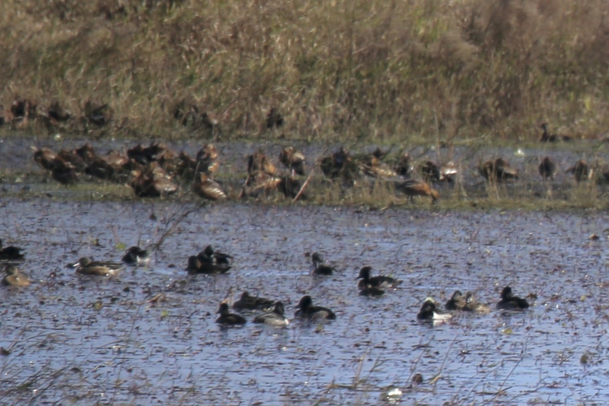 Gelbbrust-Pfeifgans - ML646275137