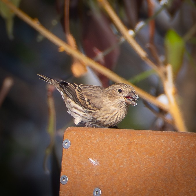 House Sparrow - ML646275138