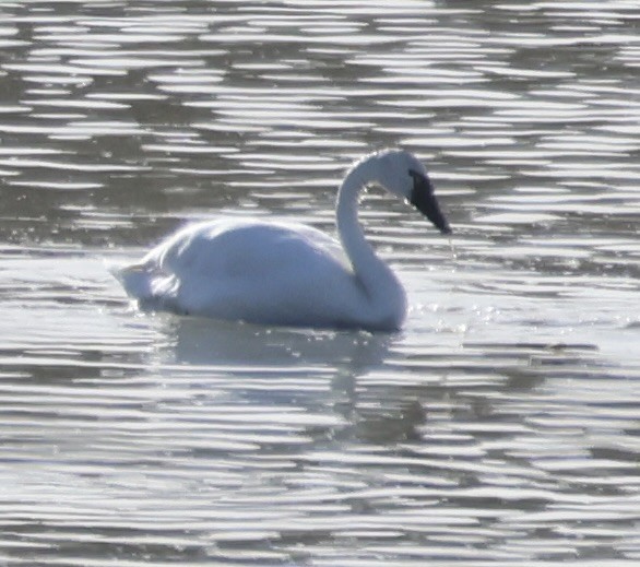 Tundra Swan - ML646275142