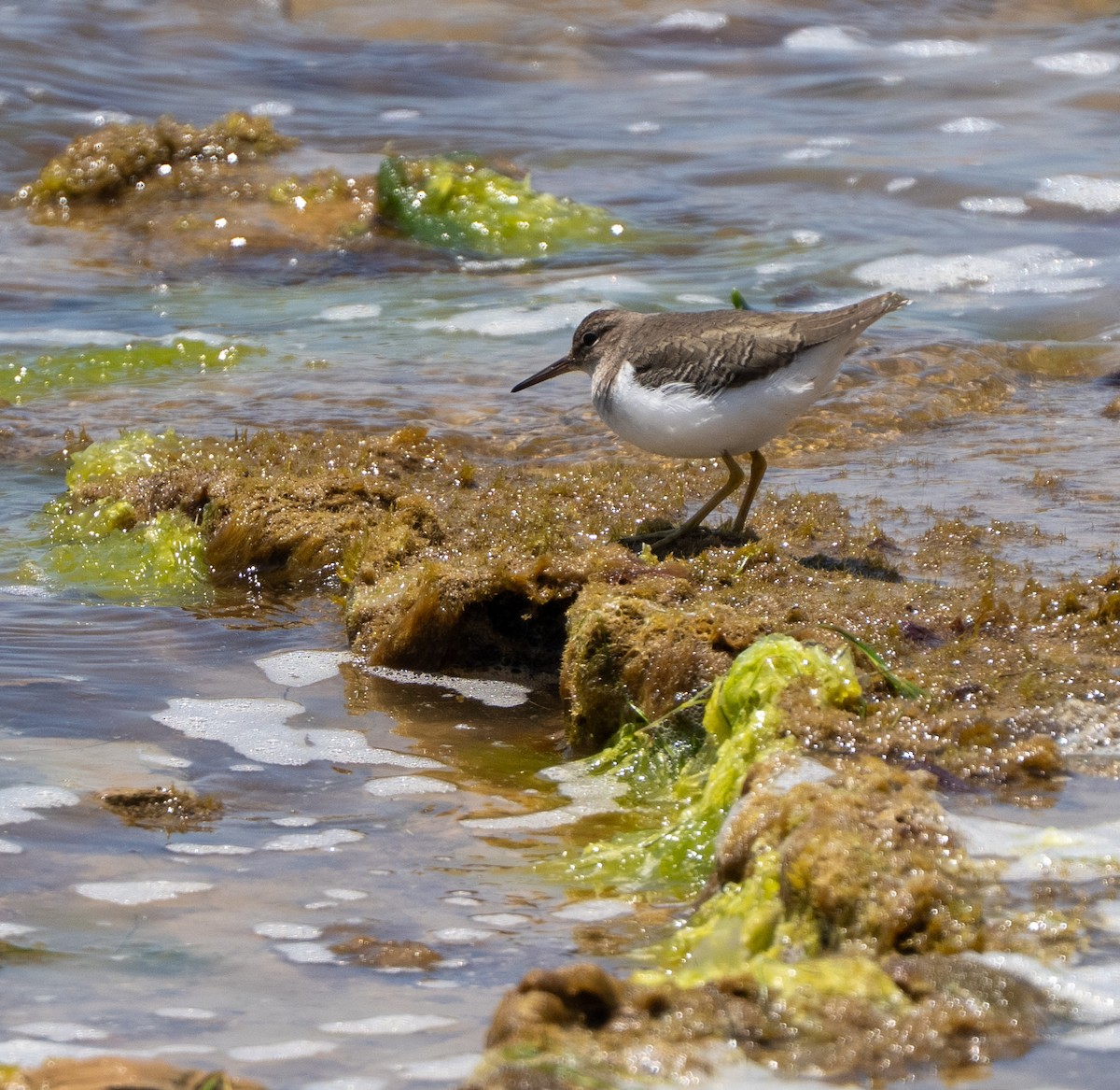 Spotted Sandpiper - ML646275146
