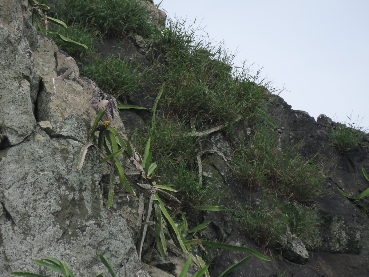 sokol stěhovavý - ML646275147