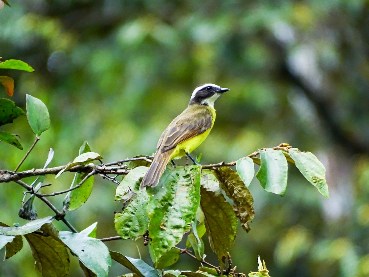 Rusty-margined Flycatcher - ML646275149
