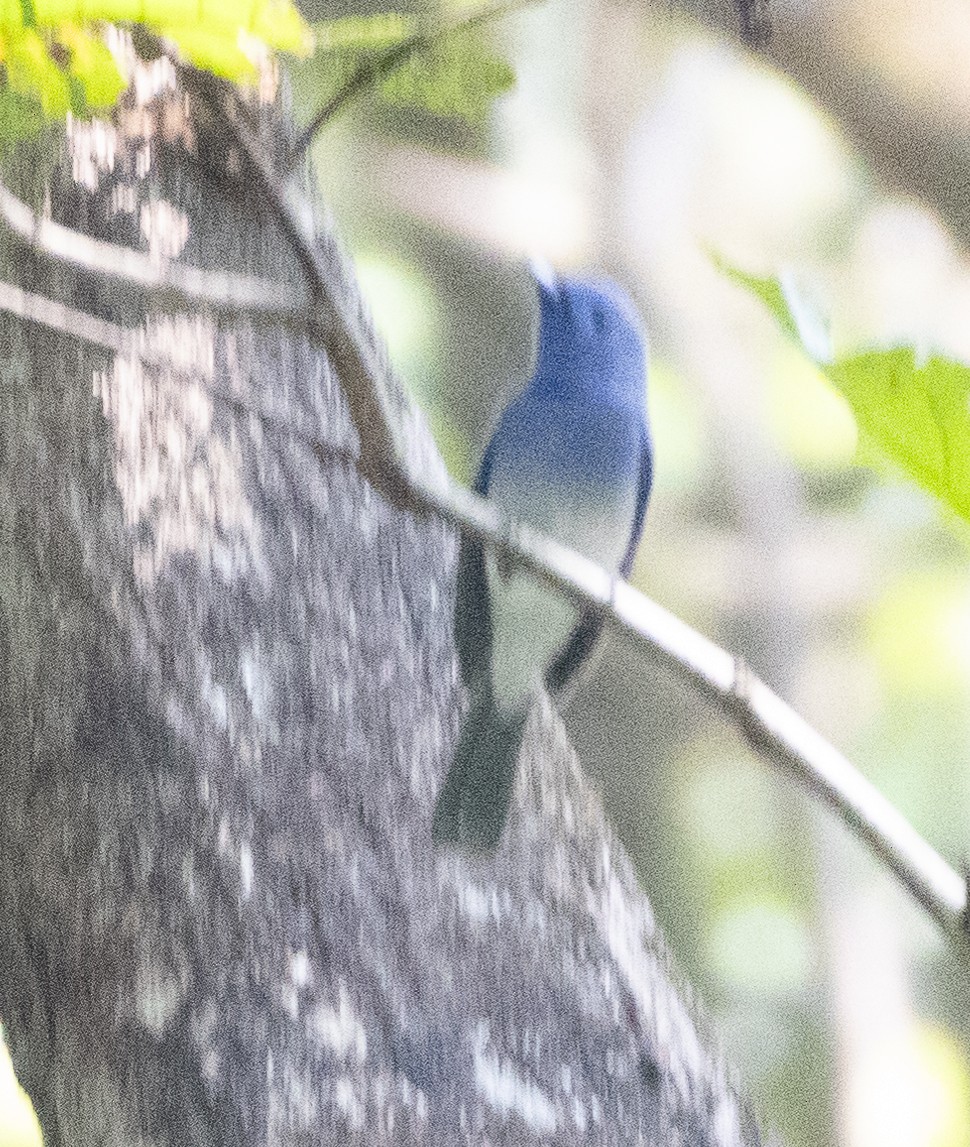 Black-naped Monarch - ML646275150