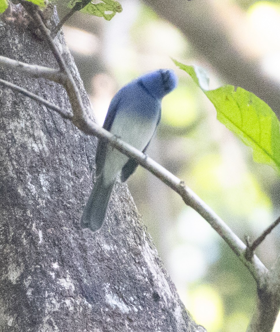 Black-naped Monarch - ML646275151