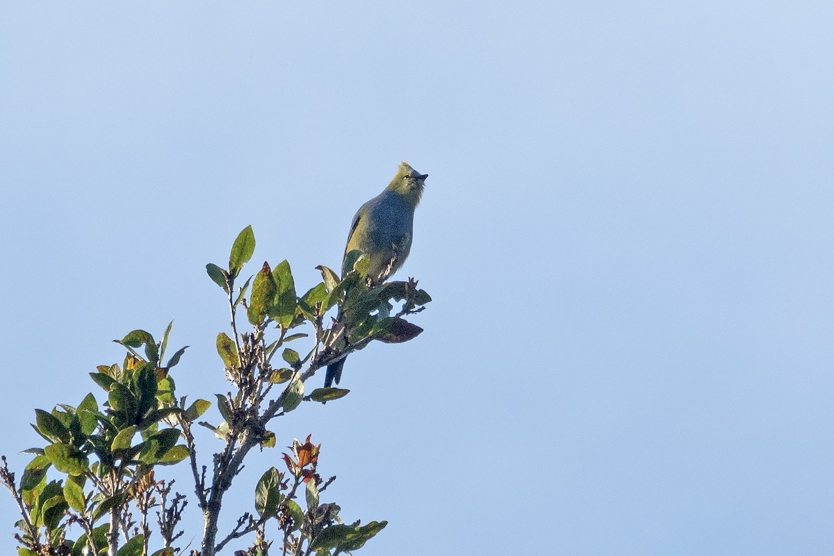 Long-tailed Silky-flycatcher - ML646275176