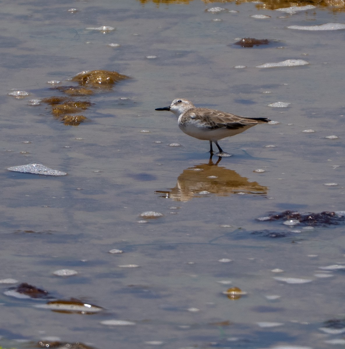 Semipalmated Plover - ML646275178