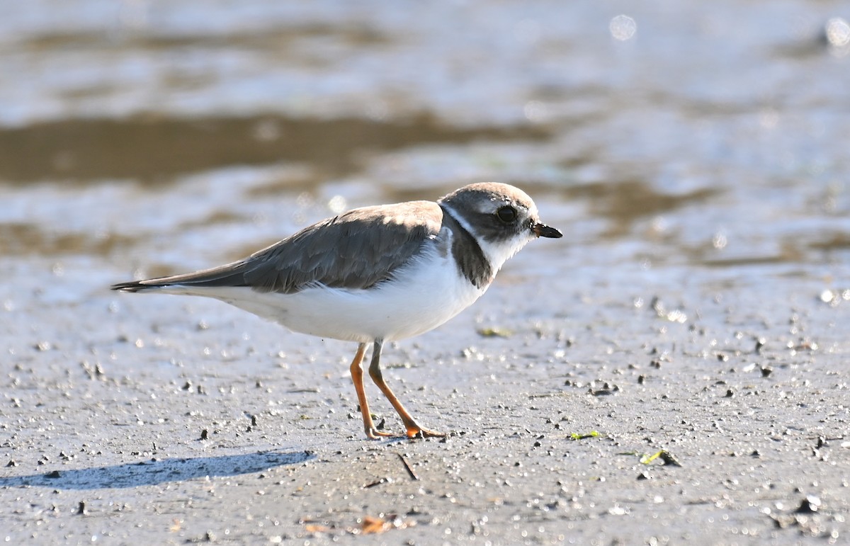 Semipalmated Plover - ML646275181