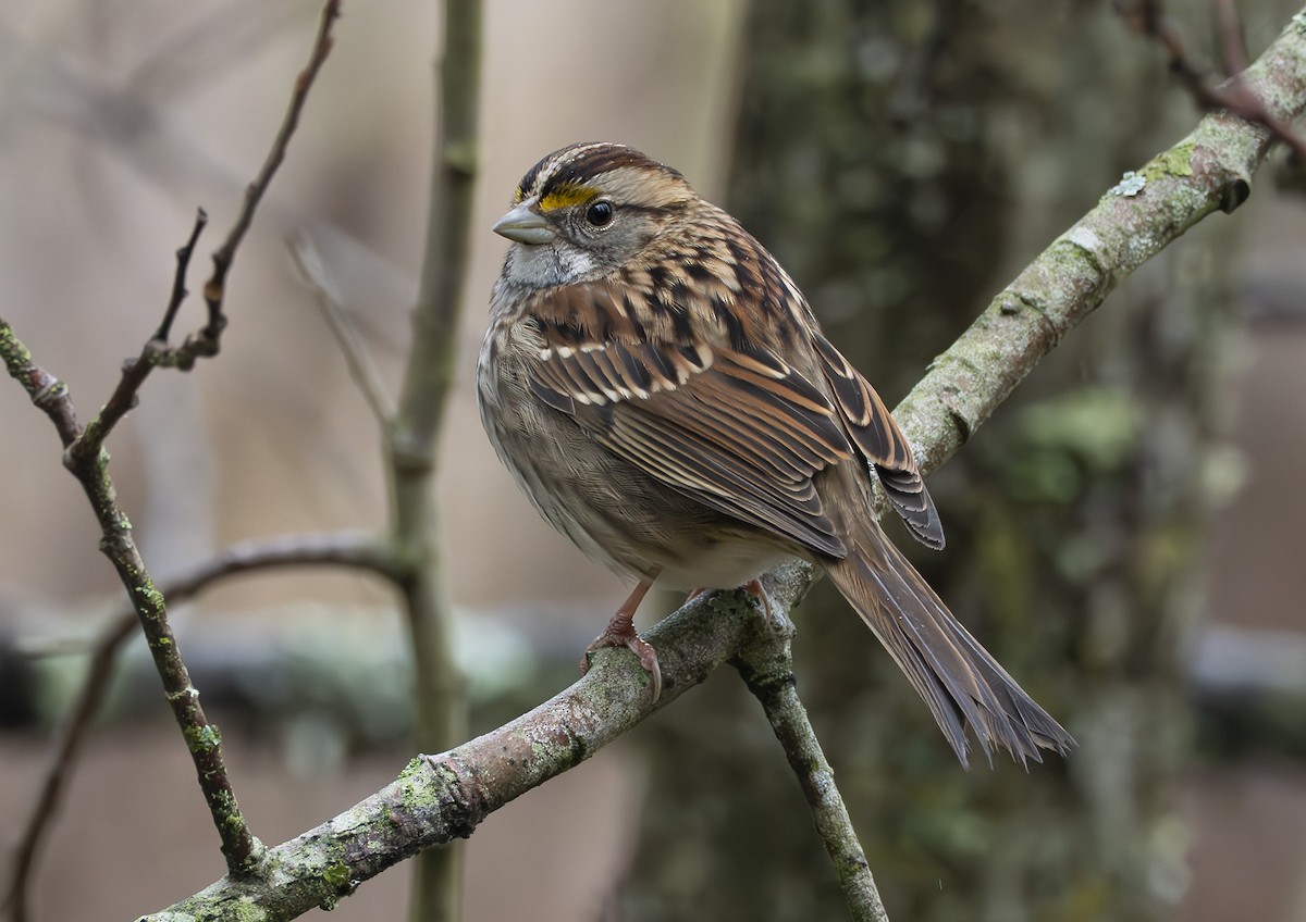 White-throated Sparrow - ML646275182