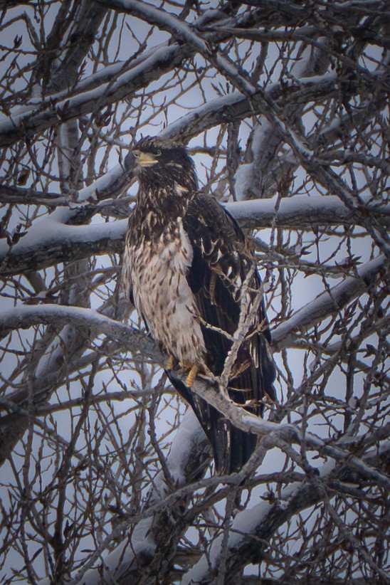 Bald Eagle - ML646275183