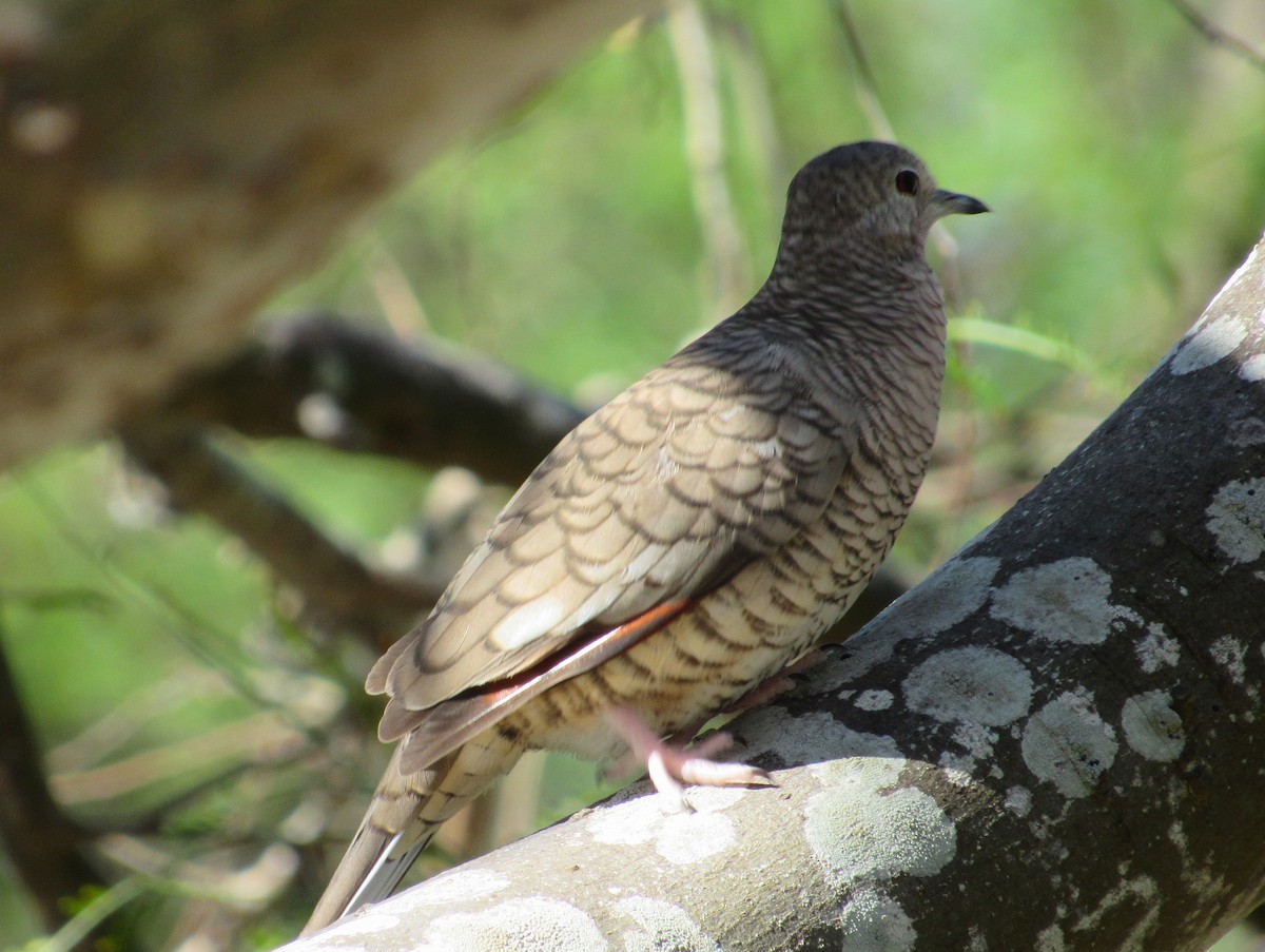 Inca Dove - ML646275185