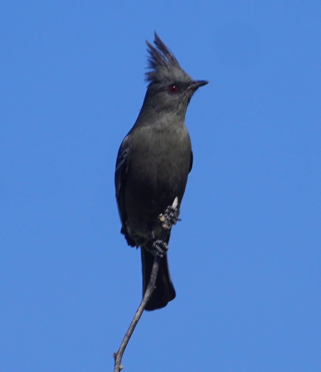 Phainopepla - ML646275192