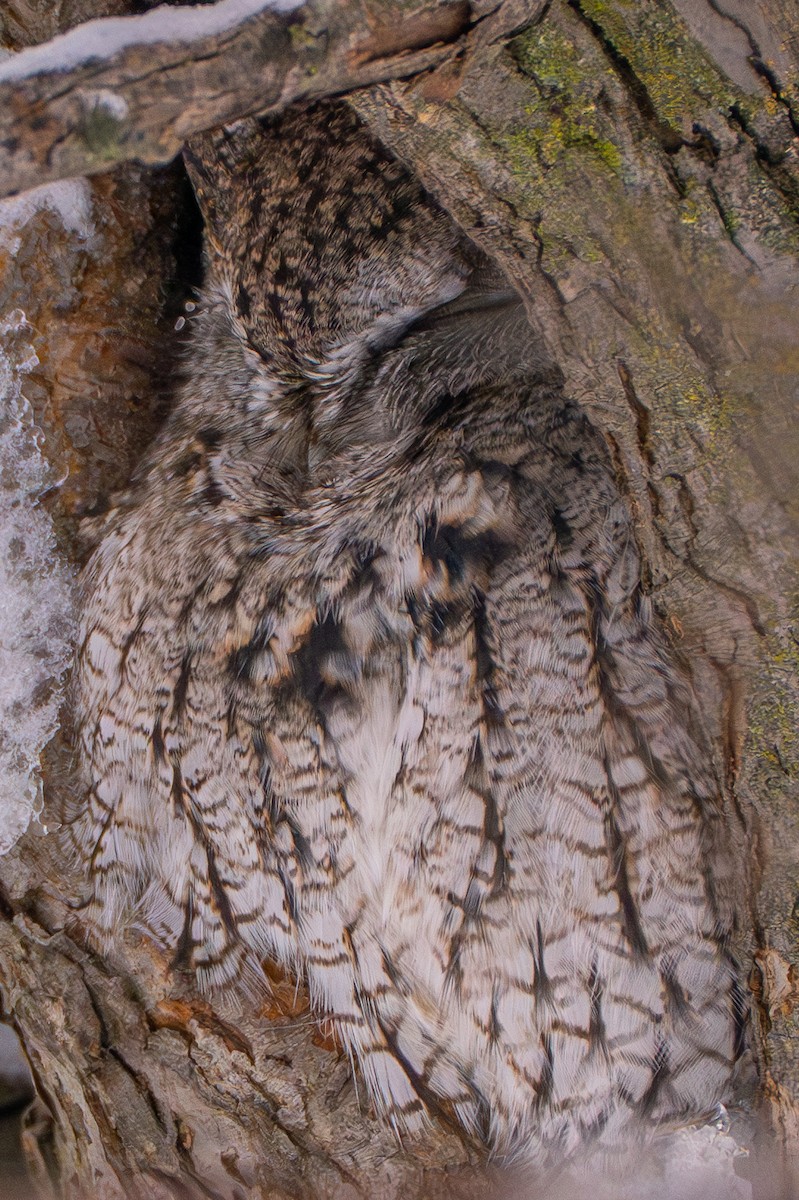 Eastern Screech-Owl - ML646275195