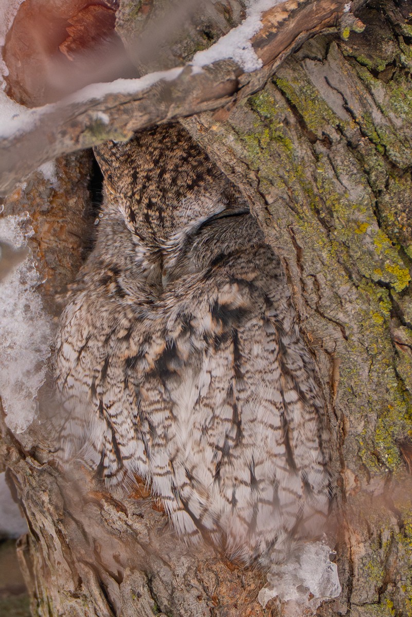 Eastern Screech-Owl - ML646275196