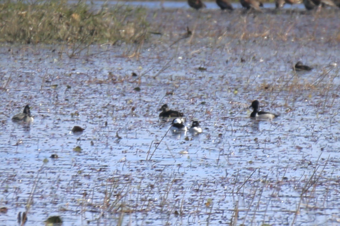 Büffelkopfente - ML646275197