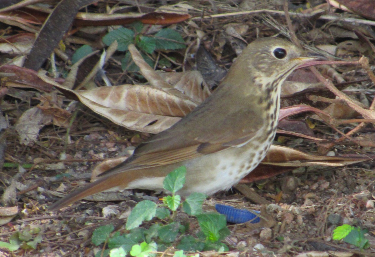 Hermit Thrush - ML646275198
