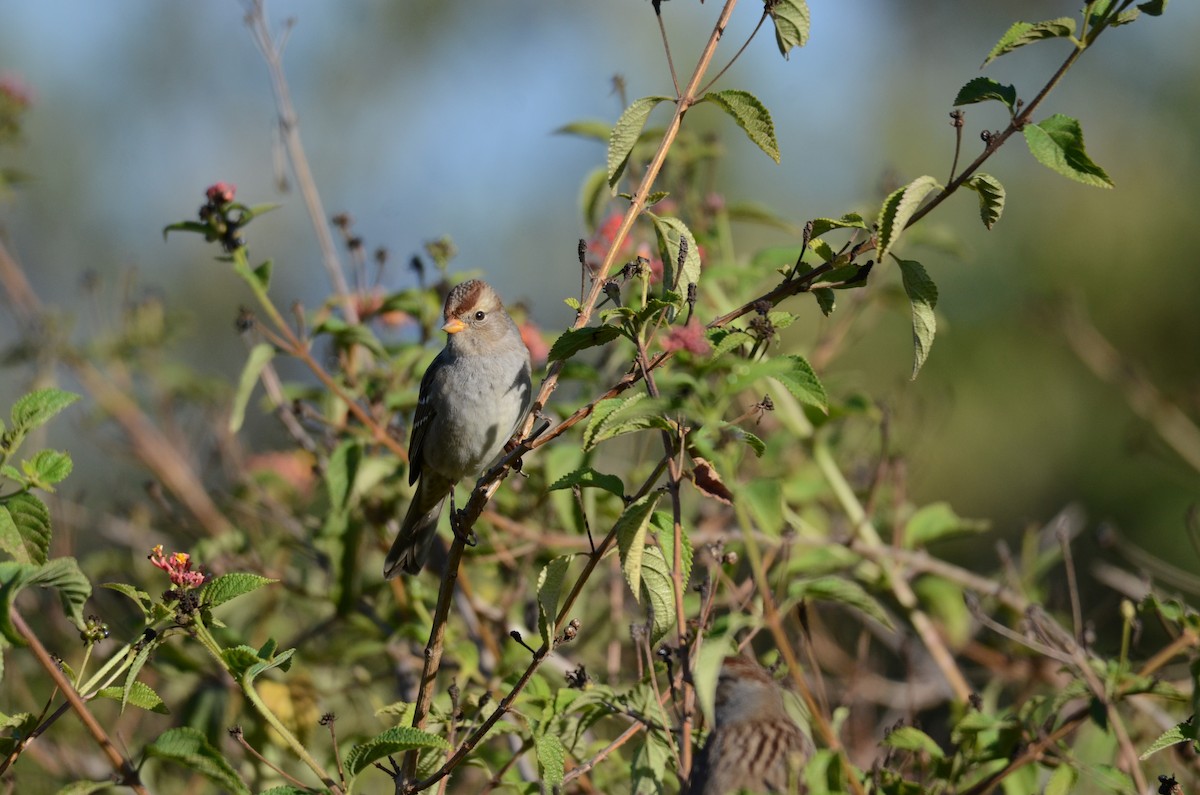 Porsuk Serçesi - ML646275201