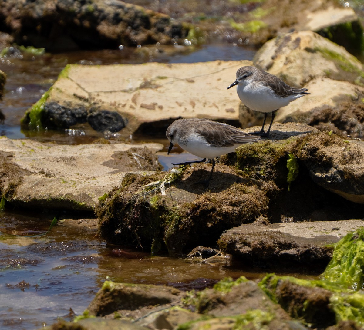 Snowy Plover - ML646275202