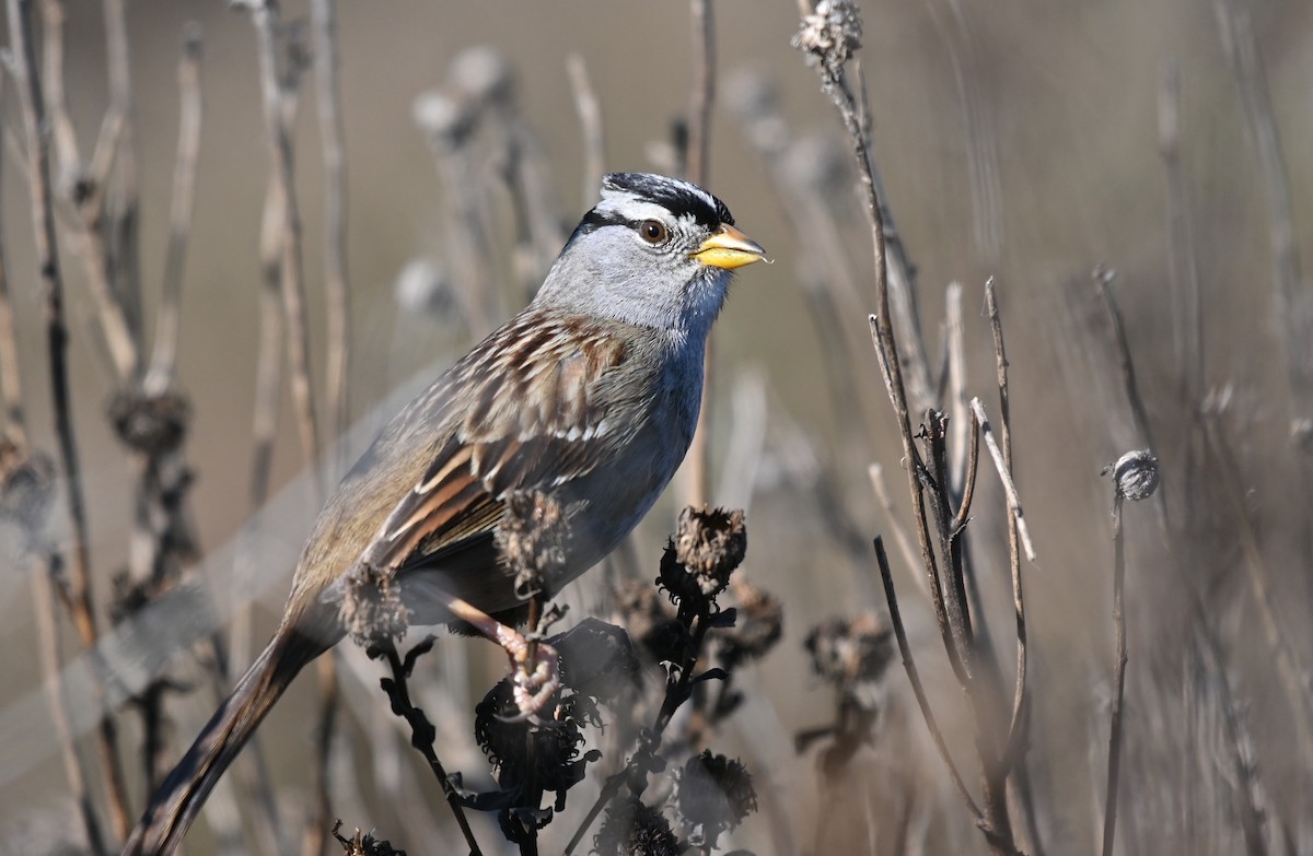 Porsuk Serçesi (nuttalli/pugetensis) - ML646275204