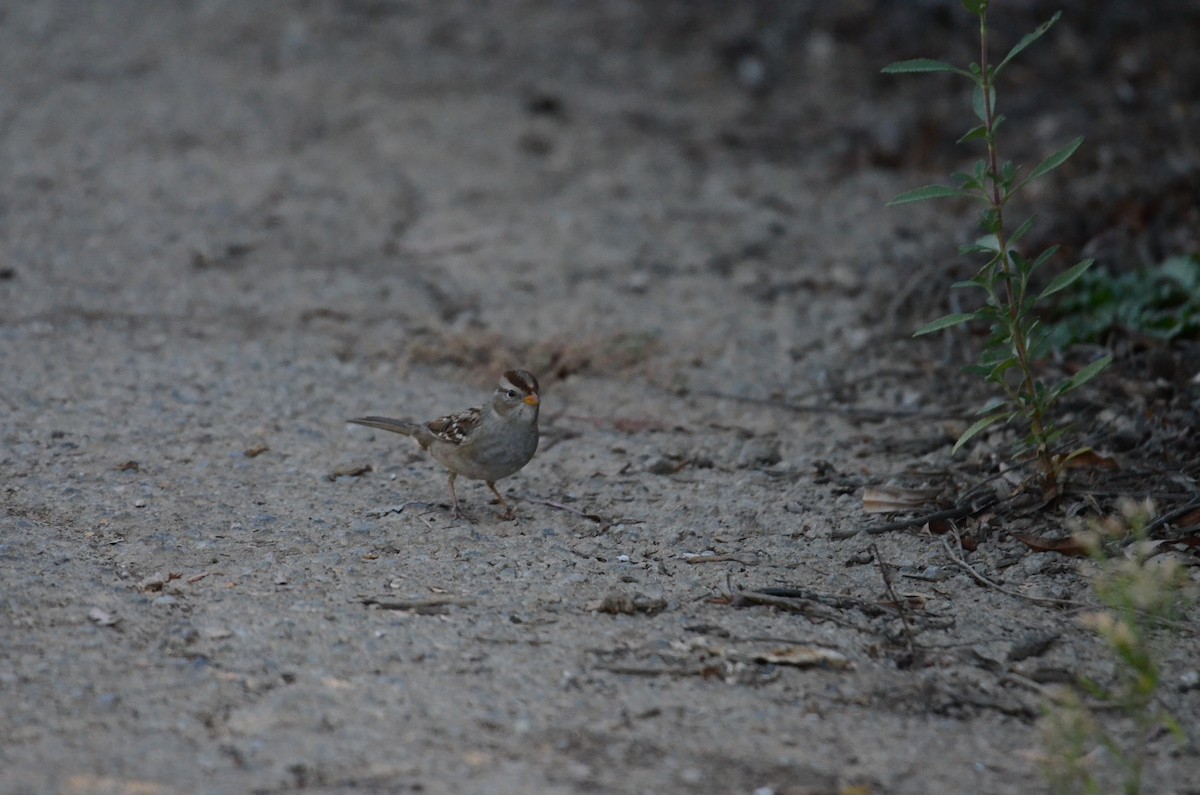 Porsuk Serçesi - ML646275205