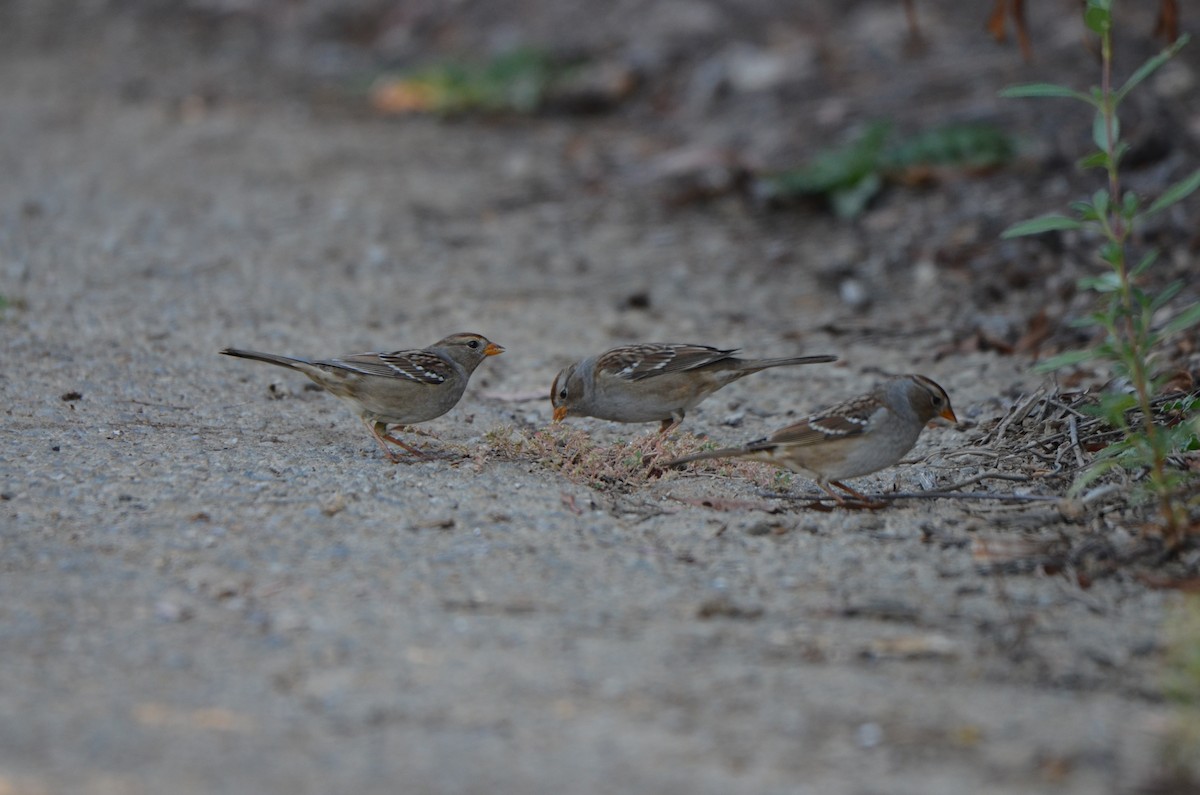 Porsuk Serçesi - ML646275208