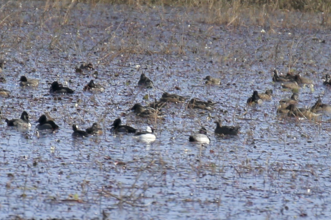 コスズガモ - ML646275212