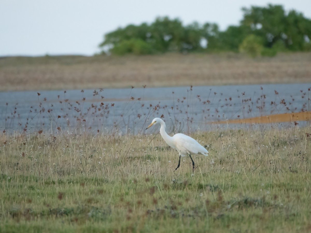 Бэсрэг дэглий - ML646275214