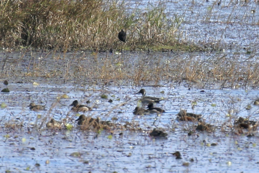 Spießente - ML646275228