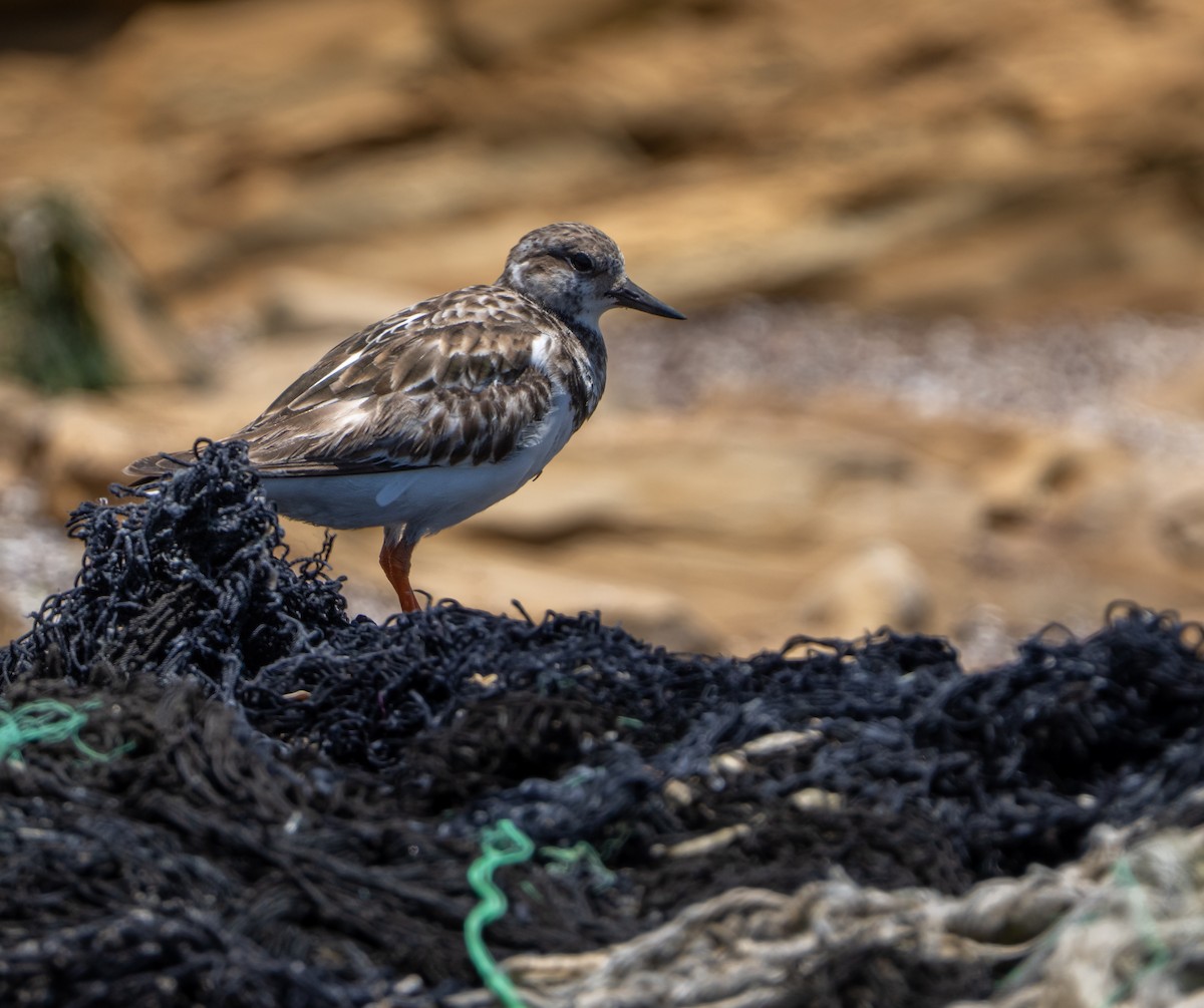 Ruddy Turnstone - ML646275229