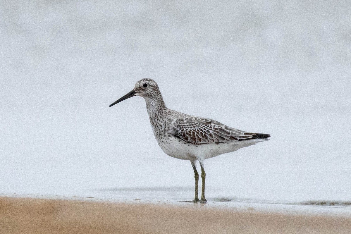 大濱鷸 - ML646275231